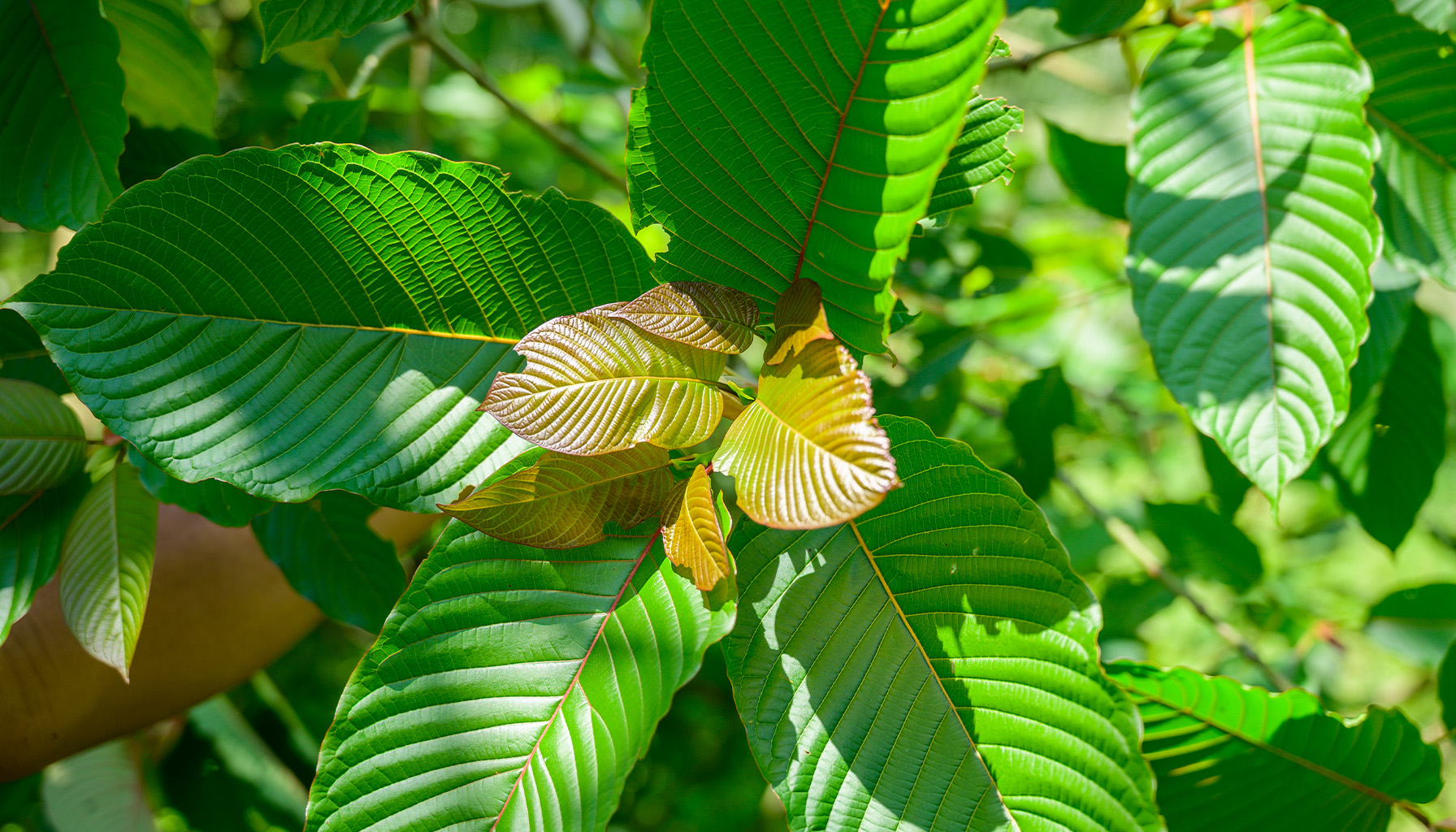 types of kratom